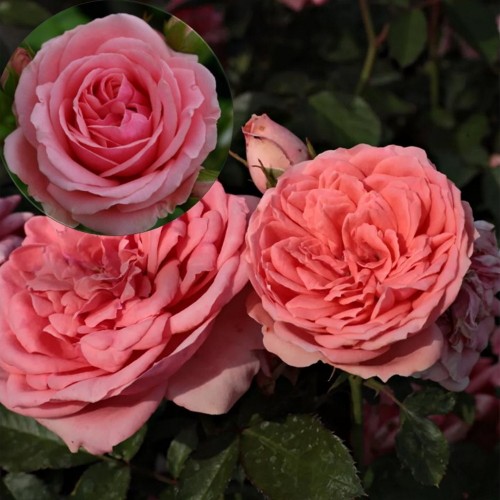 Rosa 'Kimono' - Roos 'Kimono' C4/4L